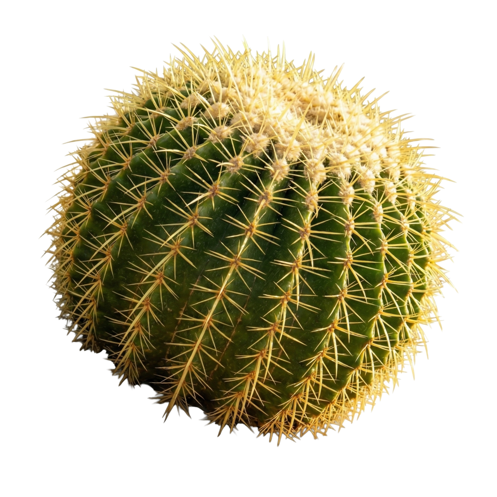 add-on-Cactus Soft Drink-3