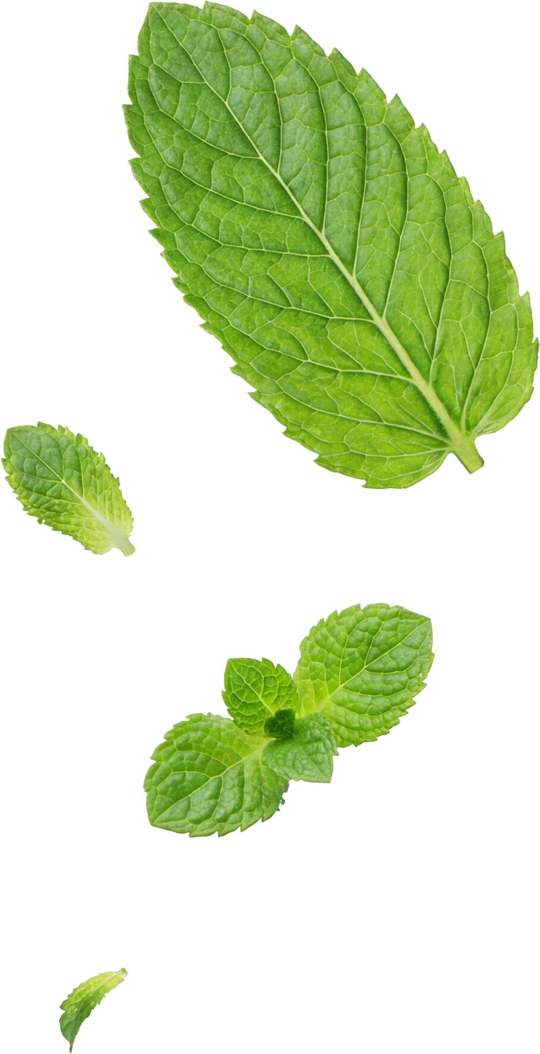add-on-Mojito Soft Drink-1